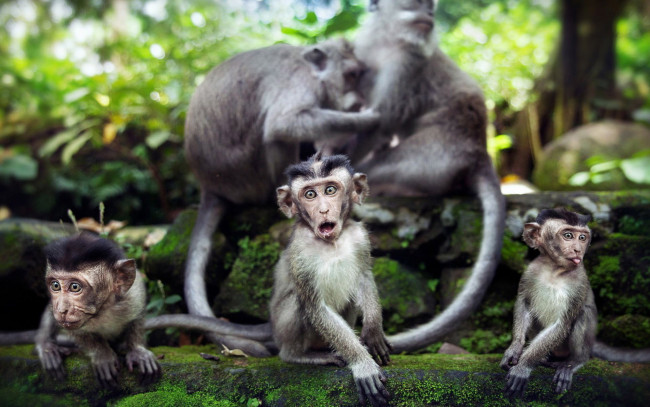 Обои картинки фото животные, обезьяны, взгляд