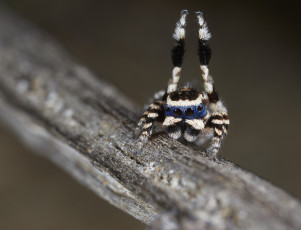 Картинка животные пауки паук лапка танец джампер