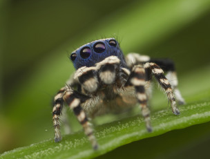 Картинка животные пауки лапки паук джампер