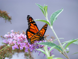 Картинка животные бабочки +мотыльки +моли соцветие цветы монарх бабочка