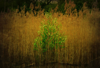Картинка природа деревья трава деревце