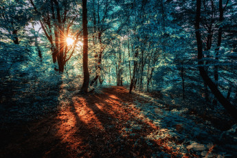 Картинка природа дороги лес тропинка свет