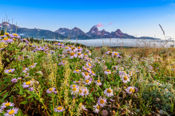 Картинка природа луга горы долина трава цветы