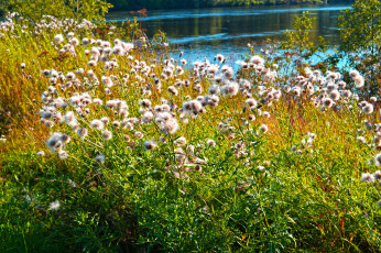 Картинка карелия природа реки озера цветы трава река