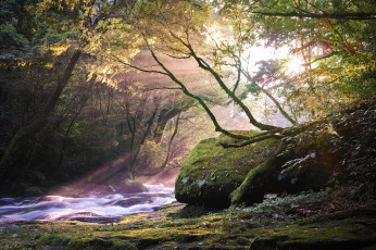 Картинка природа лес лучи река