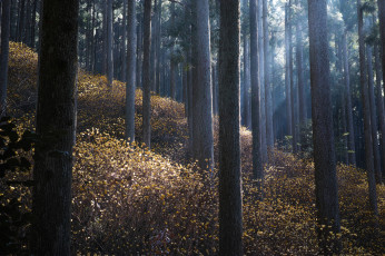 Картинка природа лес осень утро