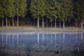 Картинка природа реки озера лес отражение деревья озеро