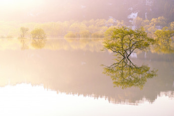 Картинка природа реки озера озеро утро туман деревья
