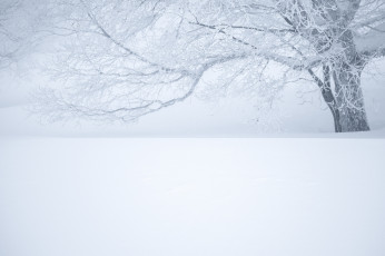 Картинка природа зима дерево туман снег