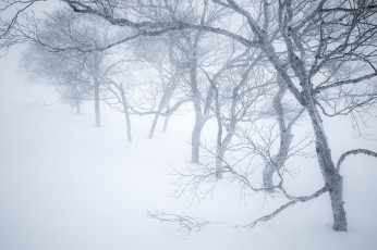 Картинка природа зима туман снег дерево