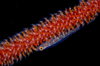 Картинка животные морская+фауна актиния малёк рыбка