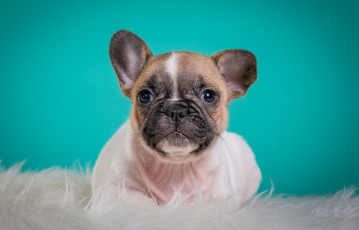 Картинка животные собаки французский бульдог щенок мордочка портрет милый