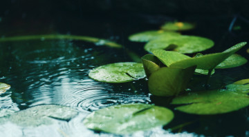 Картинка природа реки озера листья дождь озеро