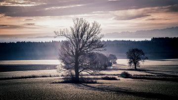 Картинка природа деревья закат поле