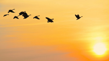 Картинка животные гуси закат небо птицы