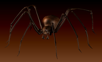 Картинка 3д+графика животные+ animals паук фон