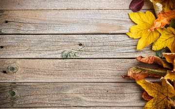 Картинка природа листья colorful leaves autumn дерево осенние фон texture wood