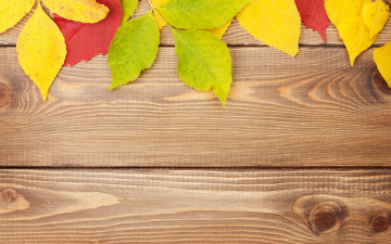 обоя природа, листья, texture, wood, colorful, дерево, leaves, осенние, фон, autumn