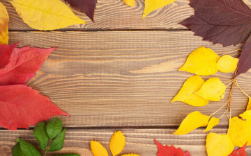 Картинка природа листья wood texture leaves colorful дерево осенние autumn