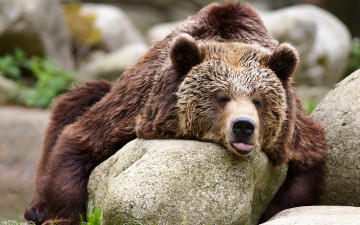 Картинка животные медведи медведь топтыгин релакс камни