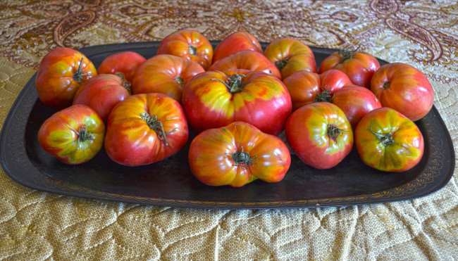 Обои картинки фото еда, помидоры, урожай, томаты