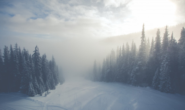 Обои картинки фото природа, зима, туман, ёлки