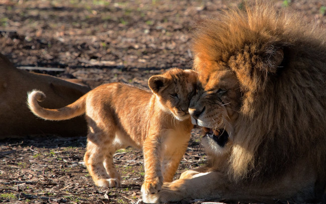 Обои картинки фото животные, львы, лев, львёнок, детёныш, отцовство, любовь