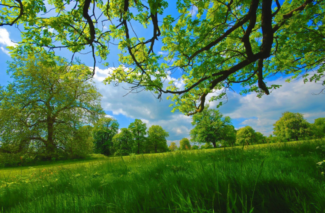 Обои картинки фото природа, деревья, луг, лето, трава, ветки