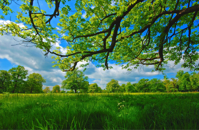 Обои картинки фото природа, деревья, трава, ветки, лето, луг