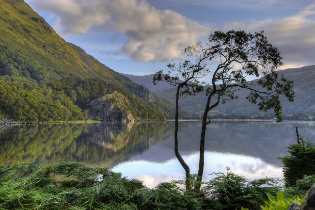 Обои картинки фото природа, реки, озера, gwynant, lake, nant, valley, snowdonia, national, park, wales, england, сноудония, уэльс, англия, озеро, горы, дерево, отражение
