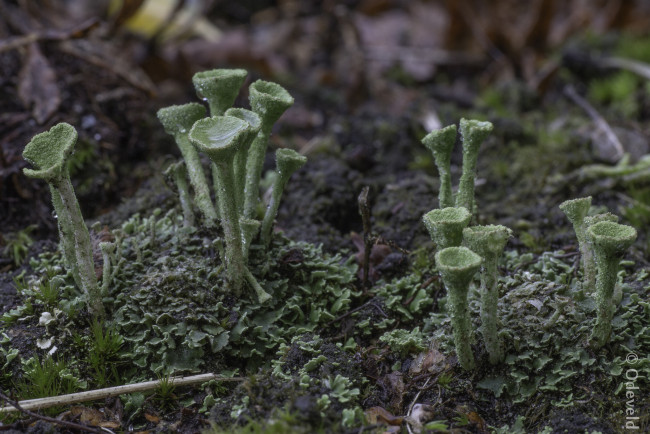 Обои картинки фото природа, грибы, макро, зелёные