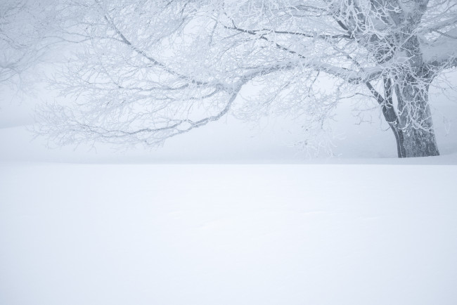 Обои картинки фото природа, зима, дерево, туман, снег