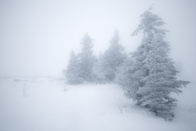 Обои картинки фото природа, зима, снег, ели, туман
