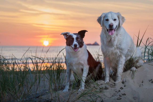 Обои картинки фото животные, собаки, закат, море, песок