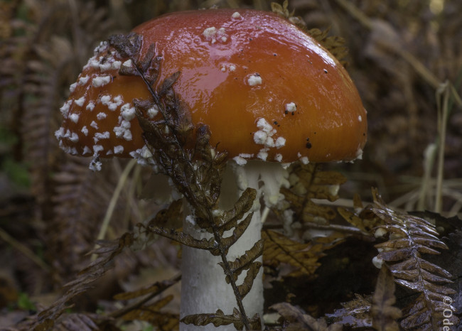 Обои картинки фото природа, грибы,  мухомор, мухомор, макро, гриб