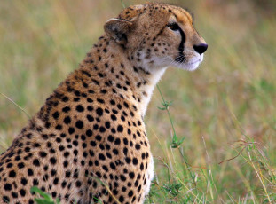 Картинка животные гепарды хищник зверь гепард трава