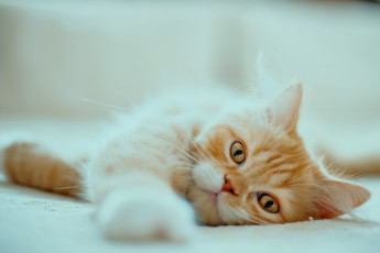 Картинка животные коты взгляд лапка мордочка рыжая персидская кошка
