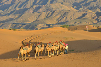 обоя животные, верблюды, пустыня, караван, песок
