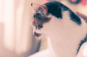 Картинка животные коты кот боке фон разноцветный кошка