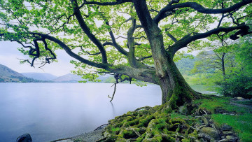 Картинка природа реки озера мох дерево горы озеро корни