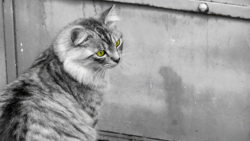 Картинка животные коты кот cat кошка