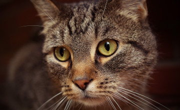 Картинка животные коты кот котенок cat кошка