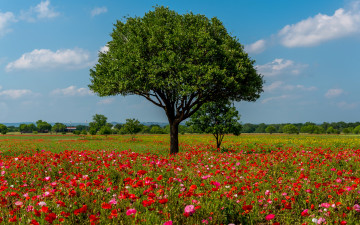 Картинка природа деревья красные texas маки небо облака цветы солнце поле лето сша austin