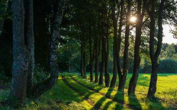 Картинка природа дороги лето поляна тропинка лес трава зелень солнце деревья