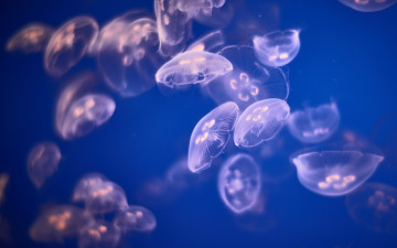 Картинка животные медузы аквариум вода