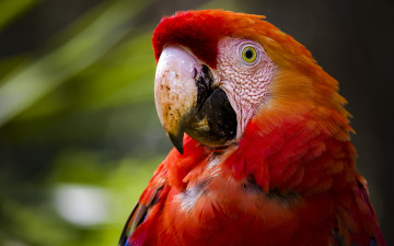 Картинка животные попугаи птица попугай красный ара