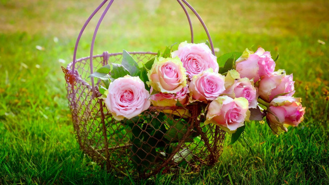 Обои картинки фото цветы, розы, розовый, корзинка
