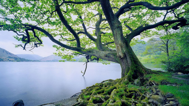 Обои картинки фото природа, реки, озера, мох, дерево, горы, озеро, корни