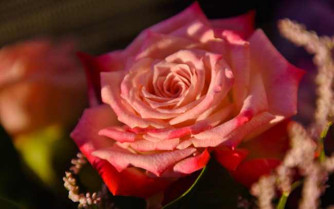 Обои картинки фото цветы, розы, роза, макро, боке, бутон