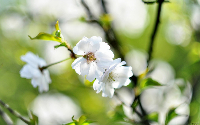 Обои картинки фото цветы, сакура,  вишня, весна, вишня, ветки, цветение